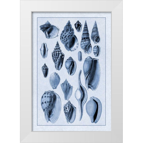 Shells: Trachelipoda #6 (Blue) White Modern Wood Framed Art Print by Sowerby, G.B.