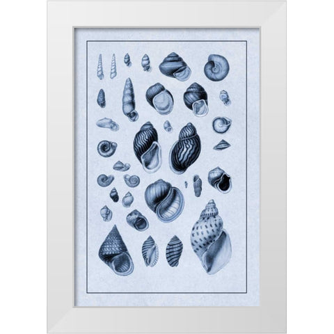 Shells: Sessile Cirripedes #2 (Blue) White Modern Wood Framed Art Print by Sowerby, G.B.