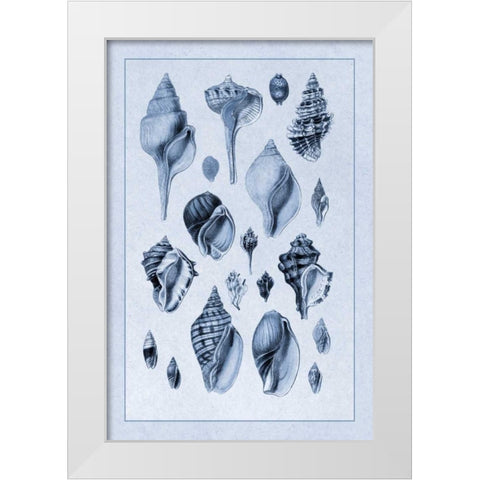 Shells: Sessile Cirripedes #3 (Blue) White Modern Wood Framed Art Print by Sowerby, G.B.