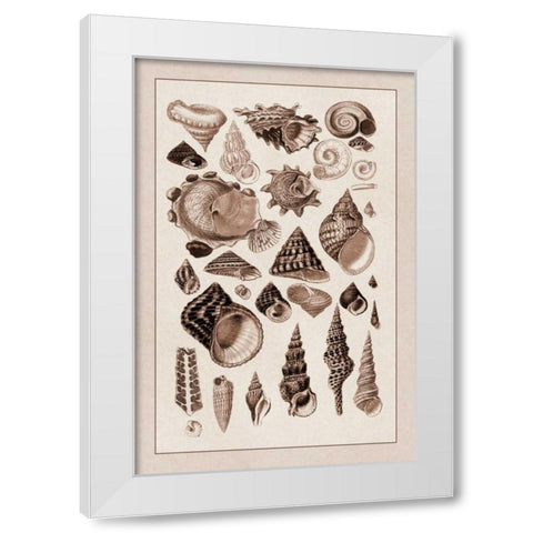 Shells: Trachelipoda #3 (Sepia) White Modern Wood Framed Art Print by Sowerby, G.B.