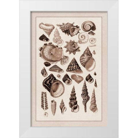 Shells: Trachelipoda #3 (Sepia) White Modern Wood Framed Art Print by Sowerby, G.B.