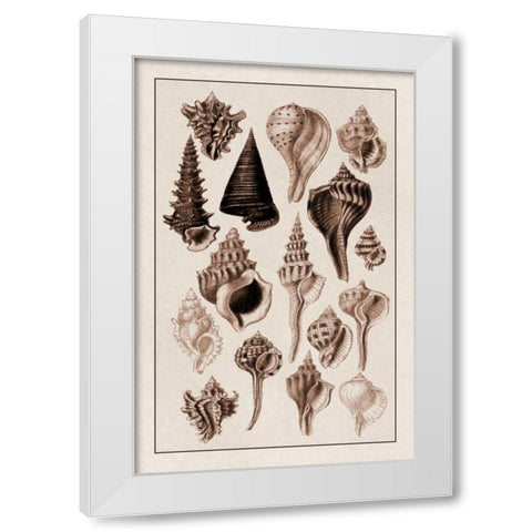 Shells: Trachelipoda #4 (Sepia) White Modern Wood Framed Art Print by Sowerby, G.B.