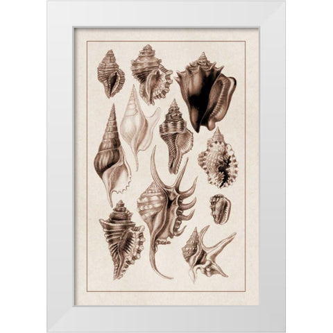 Shells: Trachelipoda #5 (Sepia) White Modern Wood Framed Art Print by Sowerby, G.B.