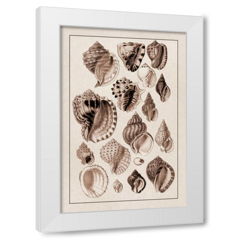 Shells: Purpurifera (Sepia) White Modern Wood Framed Art Print by Sowerby, G.B.