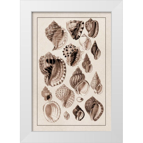 Shells: Purpurifera (Sepia) White Modern Wood Framed Art Print by Sowerby, G.B.