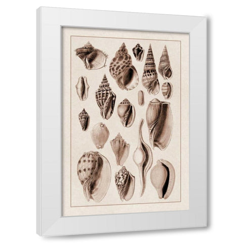 Shells: Trachelipoda #6 (Sepia) White Modern Wood Framed Art Print by Sowerby, G.B.