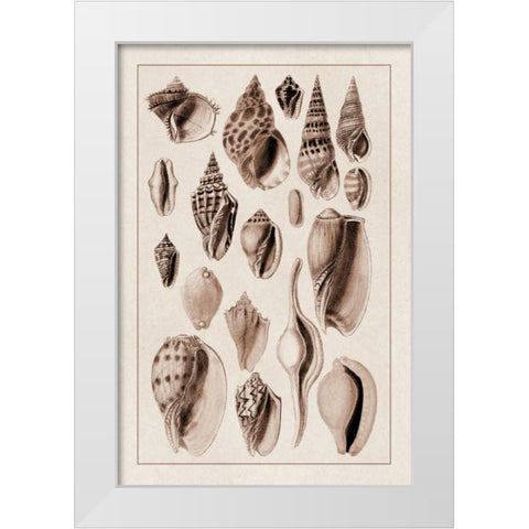 Shells: Trachelipoda #6 (Sepia) White Modern Wood Framed Art Print by Sowerby, G.B.