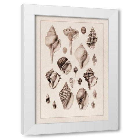 Shells: Sessile Cirripedes #3 (Sepia) White Modern Wood Framed Art Print by Sowerby, G.B.