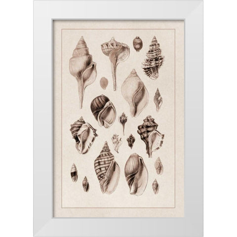 Shells: Sessile Cirripedes #3 (Sepia) White Modern Wood Framed Art Print by Sowerby, G.B.