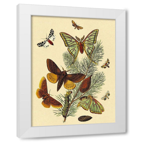 Moths: E. Pudica, E. Pantheria, S. Caecigena, L. Lineosa White Modern Wood Framed Art Print by Kirby, W. F.