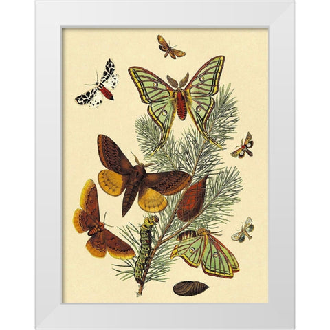 Moths: E. Pudica, E. Pantheria, S. Caecigena, L. Lineosa White Modern Wood Framed Art Print by Kirby, W. F.