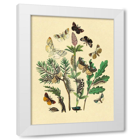 Moths: O. Gonostigma, D. Pudibunda, et al. White Modern Wood Framed Art Print by Kirby, W. F.