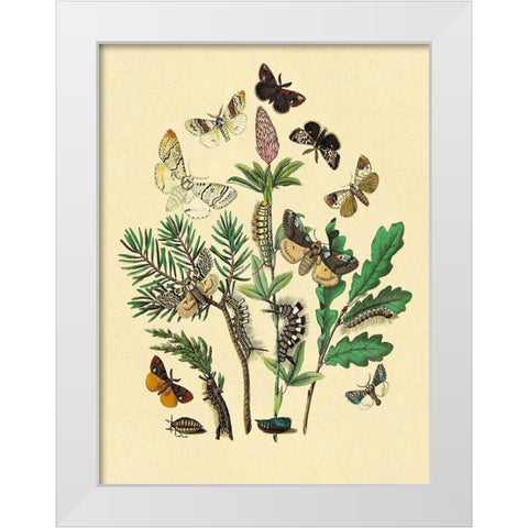 Moths: O. Gonostigma, D. Pudibunda, et al. White Modern Wood Framed Art Print by Kirby, W. F.