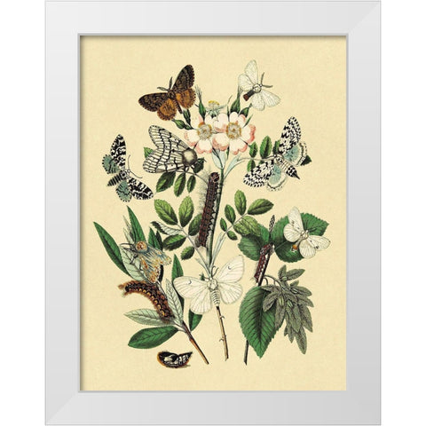 Moths: L. Salicis, O. Dispar, et al. White Modern Wood Framed Art Print by Kirby, W. F.