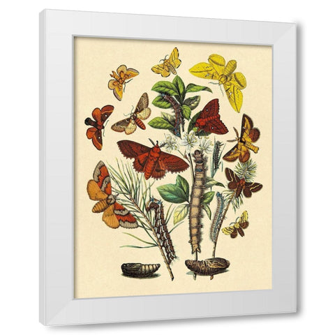 Moths: G. Quercifolia, L. Potatoria, et al. White Modern Wood Framed Art Print by Kirby, W. F.