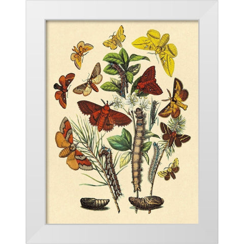 Moths: G. Quercifolia, L. Potatoria, et al. White Modern Wood Framed Art Print by Kirby, W. F.