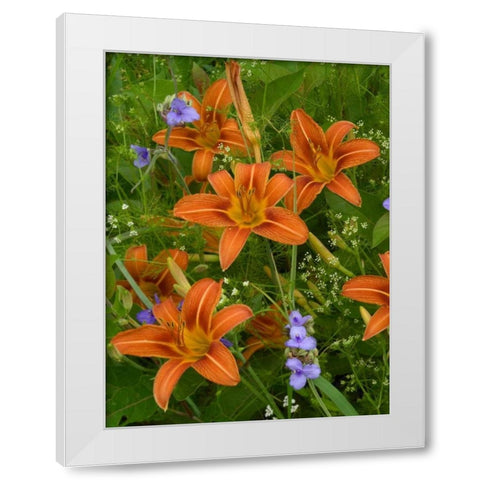 Orange Daylily with Virginia Spiderwort North America White Modern Wood Framed Art Print by Fitzharris, Tim