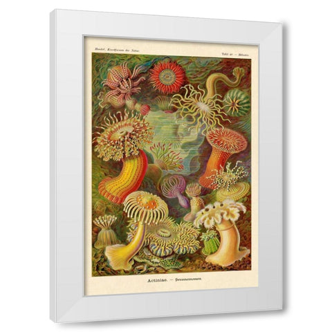 Haeckel Nature Illustrations: Actiniae White Modern Wood Framed Art Print by Haeckel, Ernst