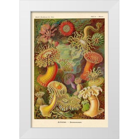 Haeckel Nature Illustrations: Actiniae White Modern Wood Framed Art Print by Haeckel, Ernst