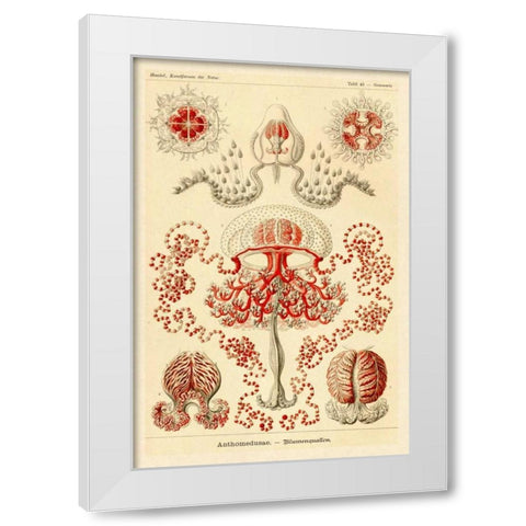Haeckel Nature Illustrations: Anthomedusae White Modern Wood Framed Art Print by Haeckel, Ernst