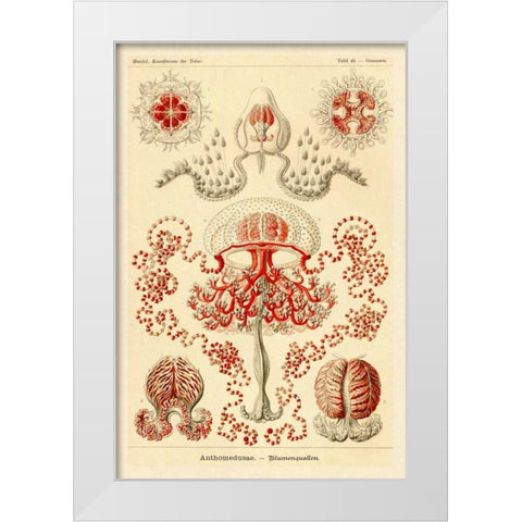 Haeckel Nature Illustrations: Anthomedusae White Modern Wood Framed Art Print by Haeckel, Ernst