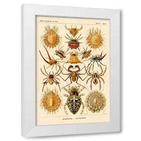 Haeckel Nature Illustrations: Spiders White Modern Wood Framed Art Print by Haeckel, Ernst