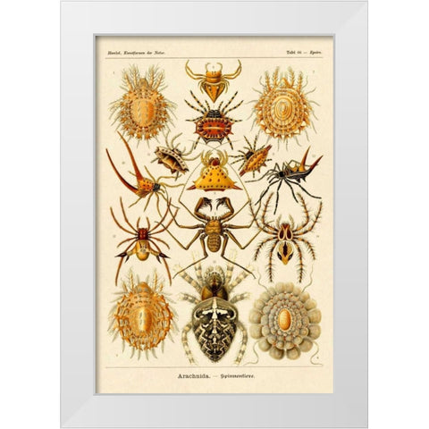 Haeckel Nature Illustrations: Spiders White Modern Wood Framed Art Print by Haeckel, Ernst