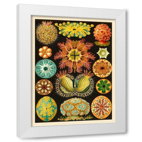 Haeckel Nature Illustrations: Ascidiae White Modern Wood Framed Art Print by Haeckel, Ernst