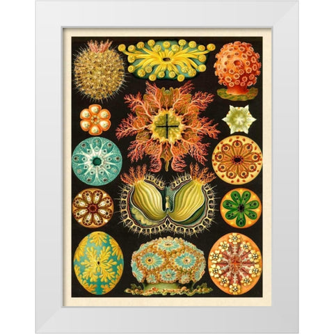 Haeckel Nature Illustrations: Ascidiae White Modern Wood Framed Art Print by Haeckel, Ernst