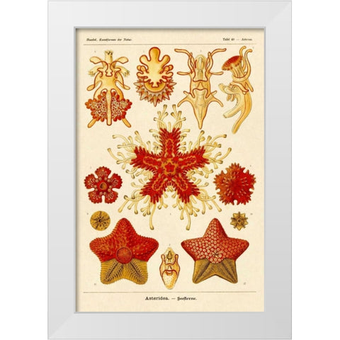Haeckel Nature Illustrations: Starfish White Modern Wood Framed Art Print by Haeckel, Ernst