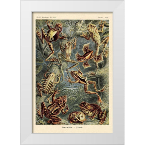 Haeckel Nature Illustrations: Frogs White Modern Wood Framed Art Print by Haeckel, Ernst