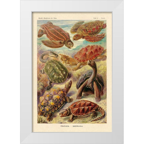 Haeckel Nature Illustrations: Turtles White Modern Wood Framed Art Print by Haeckel, Ernst