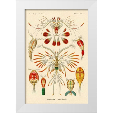 Haeckel Nature Illustrations: Crustaceans White Modern Wood Framed Art Print by Haeckel, Ernst