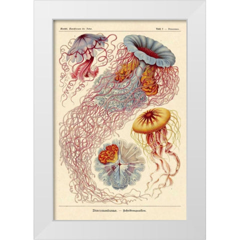Haeckel Nature Illustrations: Jelly Fish White Modern Wood Framed Art Print by Haeckel, Ernst