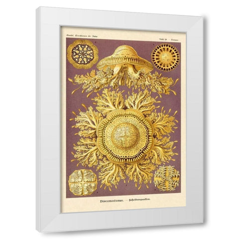 Haeckel Nature Illustrations: Jelly Fish White Modern Wood Framed Art Print by Haeckel, Ernst