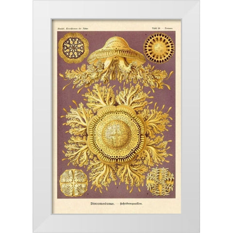 Haeckel Nature Illustrations: Jelly Fish White Modern Wood Framed Art Print by Haeckel, Ernst