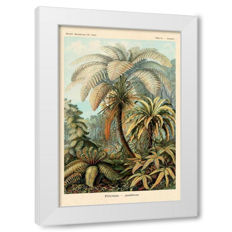 Haeckel Nature Illustrations: Ferns White Modern Wood Framed Art Print by Haeckel, Ernst