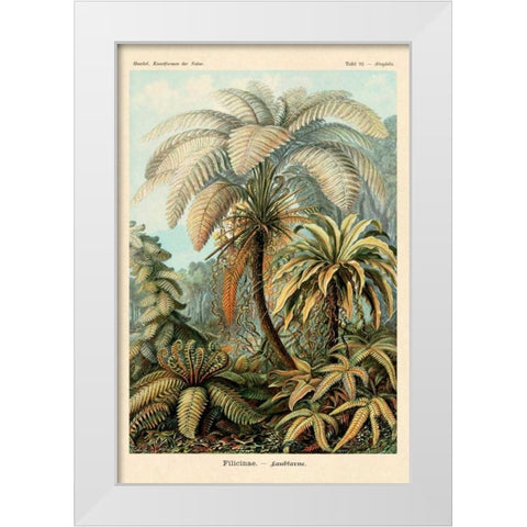 Haeckel Nature Illustrations: Ferns White Modern Wood Framed Art Print by Haeckel, Ernst