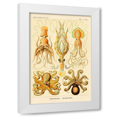 Haeckel Nature Illustrations: Cephlopods White Modern Wood Framed Art Print by Haeckel, Ernst