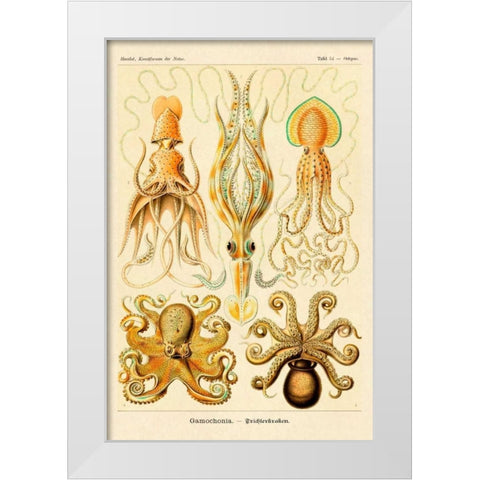 Haeckel Nature Illustrations: Cephlopods White Modern Wood Framed Art Print by Haeckel, Ernst
