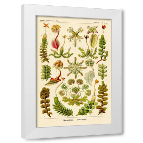 Haeckel Nature Illustrations: Corals White Modern Wood Framed Art Print by Haeckel, Ernst