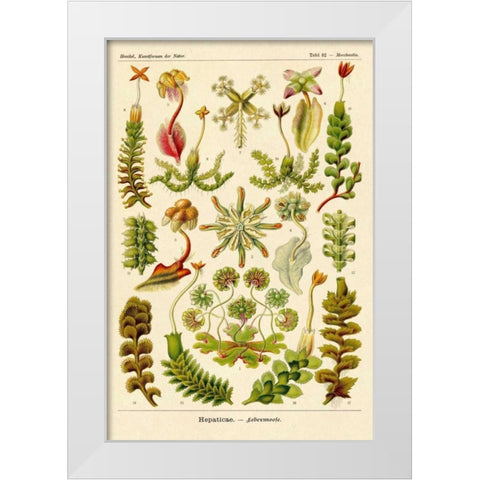 Haeckel Nature Illustrations: Corals White Modern Wood Framed Art Print by Haeckel, Ernst