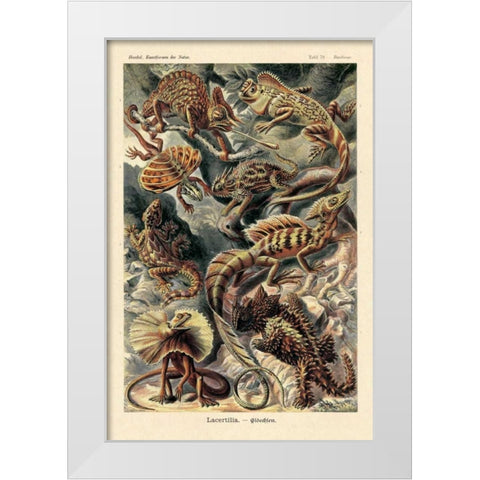 Haeckel Nature Illustrations: Lizards White Modern Wood Framed Art Print by Haeckel, Ernst