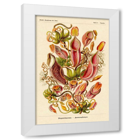 Haeckel Nature Illustrations: Pitcher Plants White Modern Wood Framed Art Print by Haeckel, Ernst