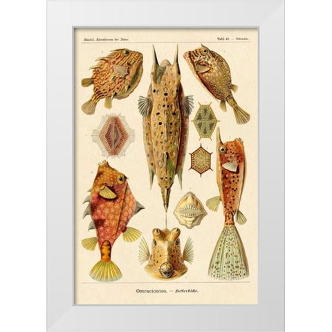 Haeckel Nature Illustrations: Boxfish White Modern Wood Framed Art Print by Haeckel, Ernst
