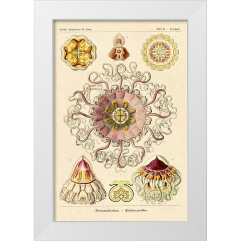 Haeckel Nature Illustrations: Jelly Fish White Modern Wood Framed Art Print by Haeckel, Ernst