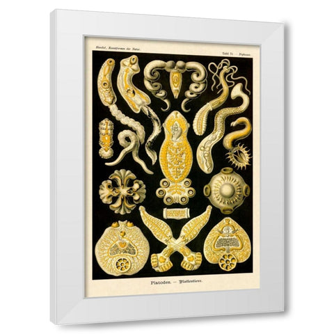 Haeckel Nature Illustrations: Flatworms White Modern Wood Framed Art Print by Haeckel, Ernst