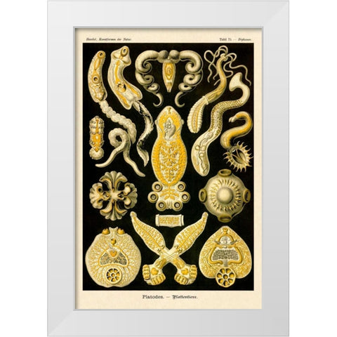 Haeckel Nature Illustrations: Flatworms White Modern Wood Framed Art Print by Haeckel, Ernst