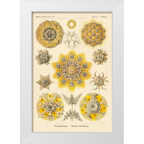 Haeckel Nature Illustrations: Polycytaria Radiolaria White Modern Wood Framed Art Print by Haeckel, Ernst
