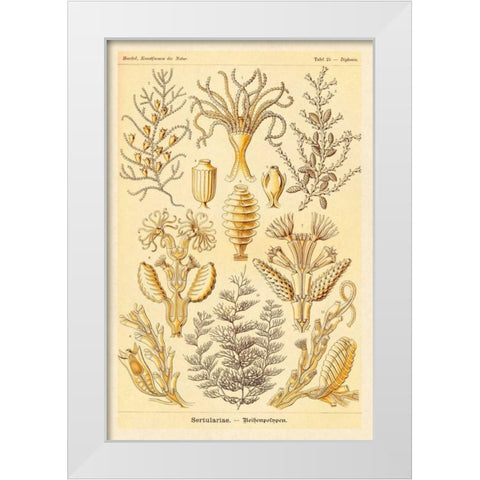 Haeckel Nature Illustrations: Sertulariae White Modern Wood Framed Art Print by Haeckel, Ernst